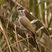 Gray Woodpecker